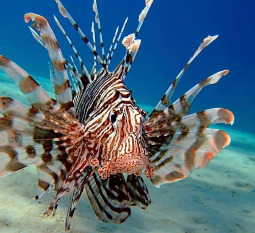 Крылатка - зебра : очень ядовитая рыба 