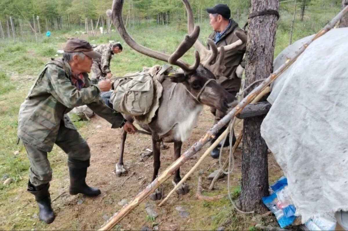    В Хабаровском крае ветеринары обследовали более тысячи северных оленей