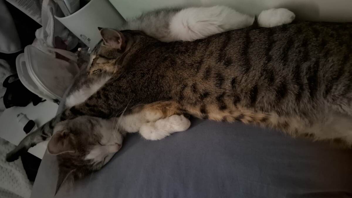 Миша терпеливый 