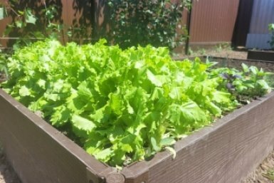 Осенняя грядка начинается летом: что посадить на даче в августе?  📷
