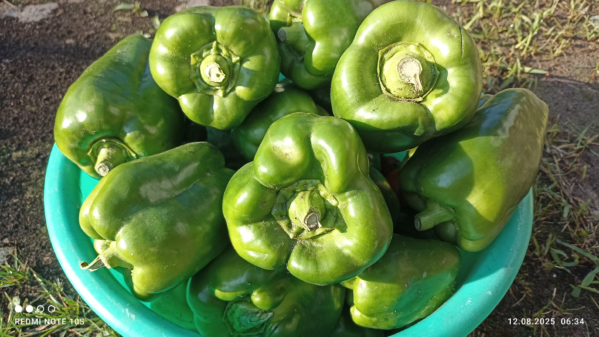 Сладкие перцы с грядки. Фото автора.