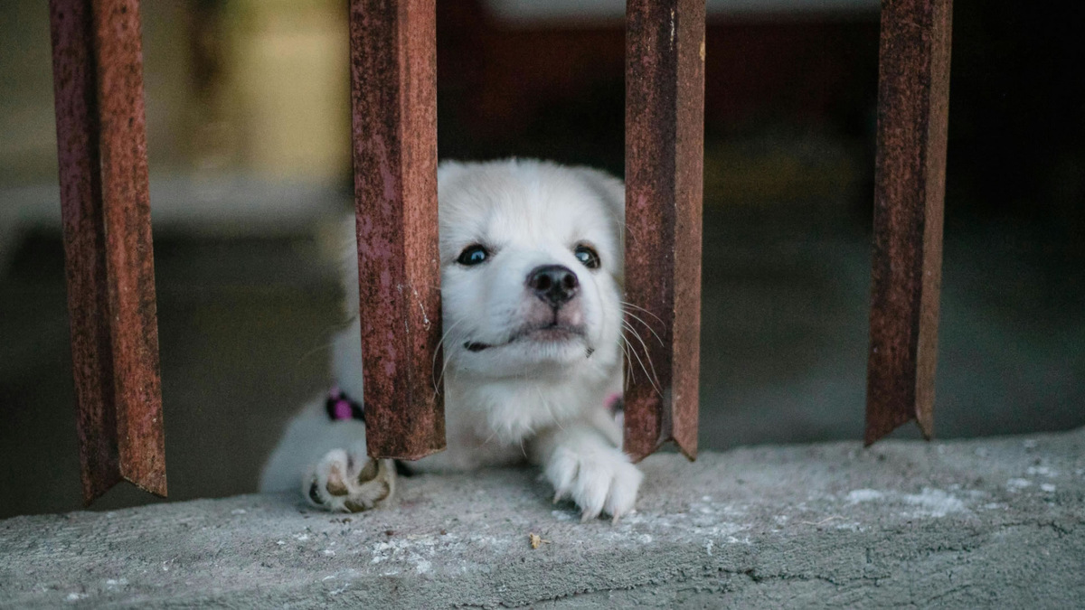 Был бы я всё ещё дома? Фото Denniz Futalan/Pexels