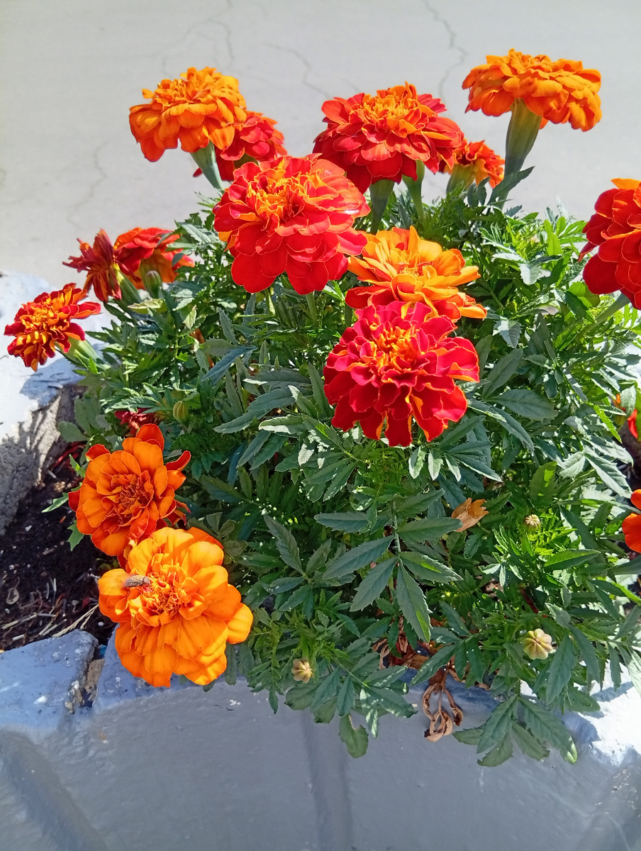 Фото автора статьи. Мои любимые бархатцы.Это мое представление о своем имени.