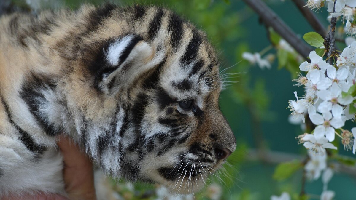    Фото: ИЗВЕСТИЯ/Александр Полегенько