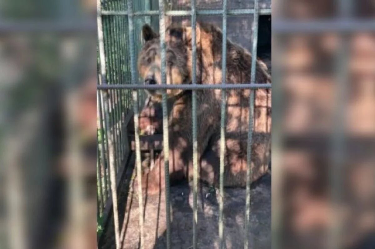    Магнитогорцу выдали предостережение за содержание медведя на базе отдыха