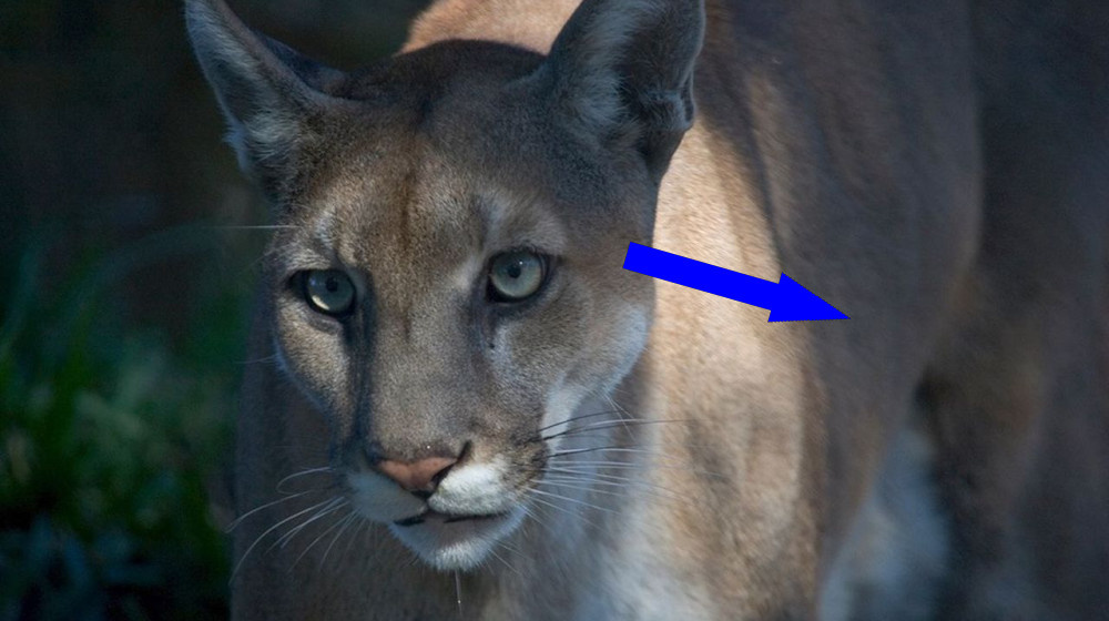    Техасские геномы спасли флоридского пуму от исчезновения — хотя бы временно