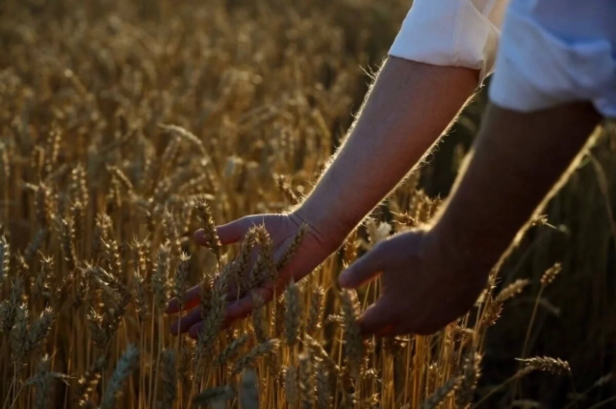    Урожай озимых в Алтайском крае побил прошлогодние показатели