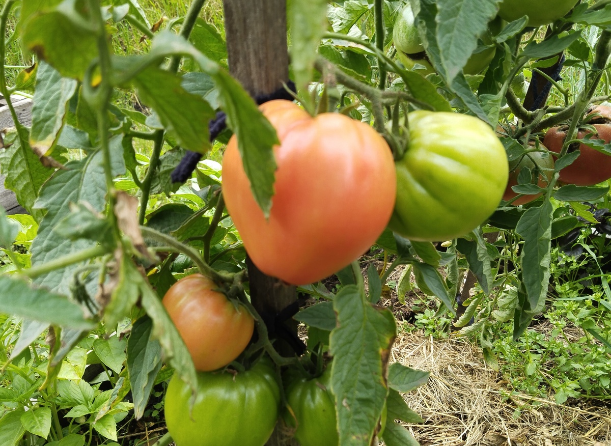 Абаканский Розовый 02.08.2025