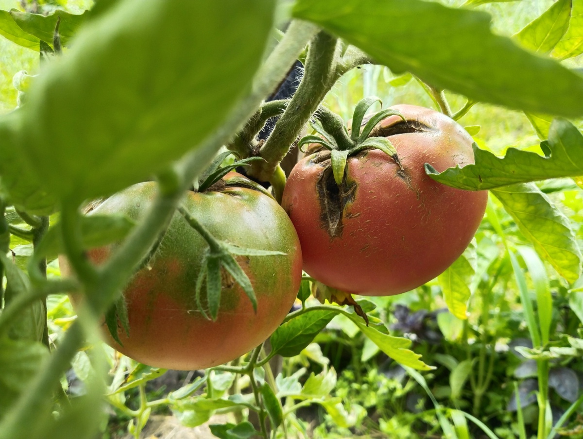 Бийская Роза 02.08.2025