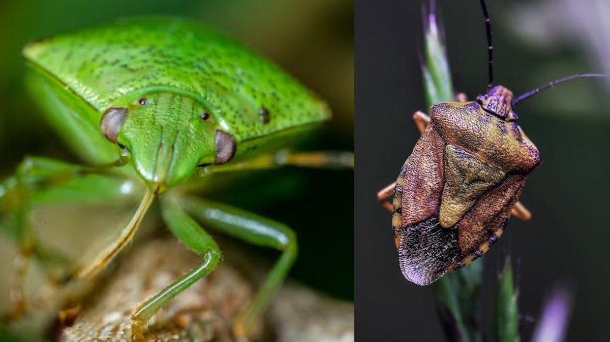 Жуки-вонючки