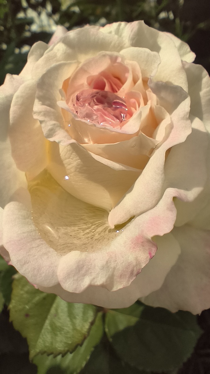 Вода в бутоне после дождя. 