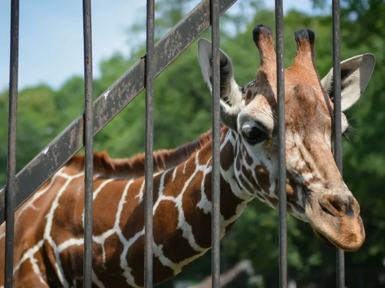 Животным в зоопарке нужны хорошие условия для жизни. Фото: Яндекс. Картинки