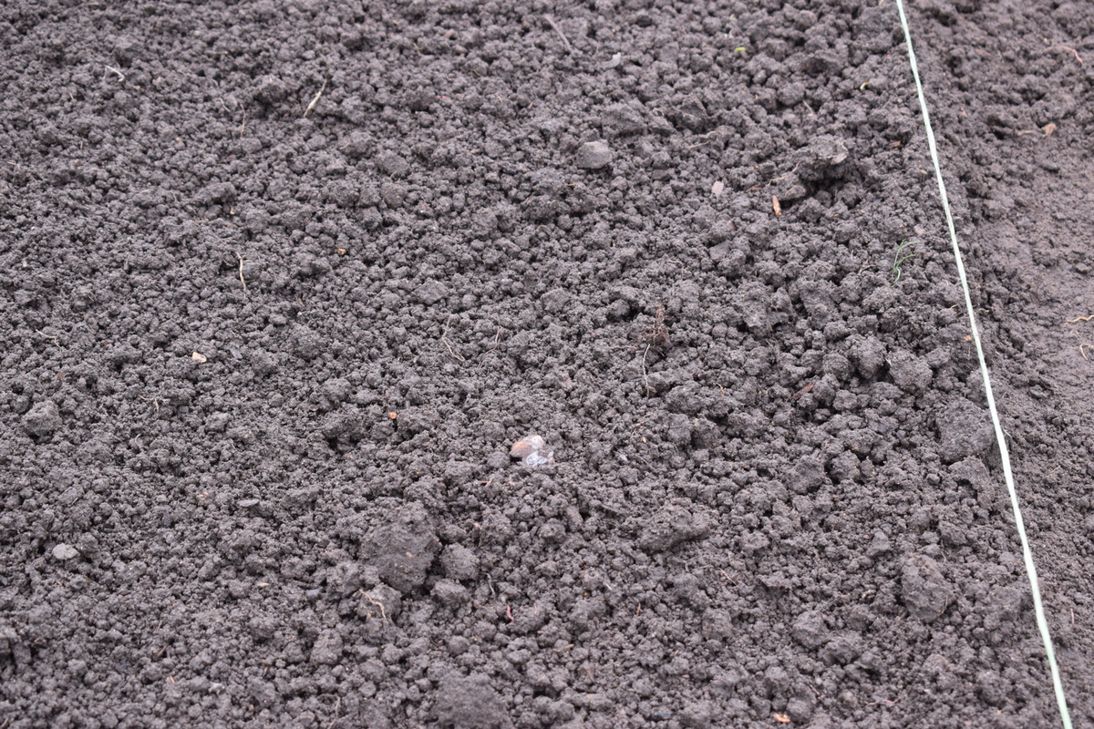 грядку перекапываю и бороню заранее(фото автора)