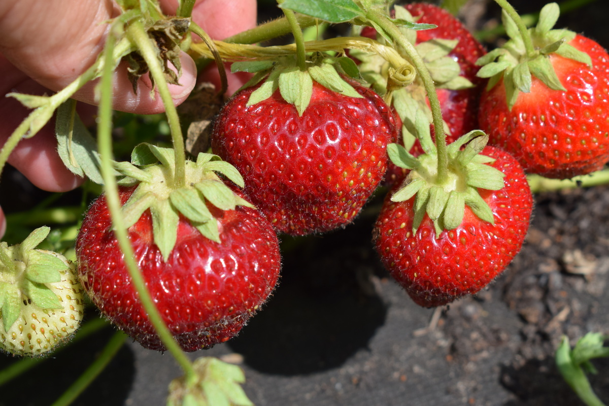 урожай клубники(фото автора)