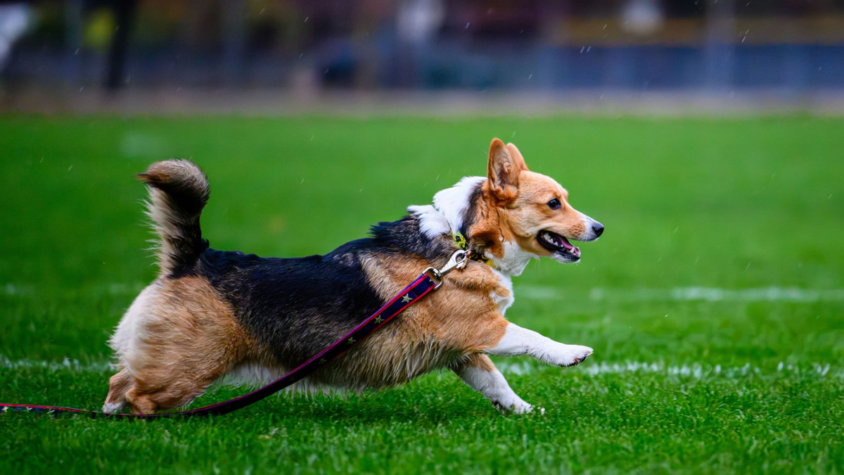 Доверяйте своей интуиции – и тому, что говорит собака. Уровень активности должен быть адекватным. Фото Vlad D/Unsplash