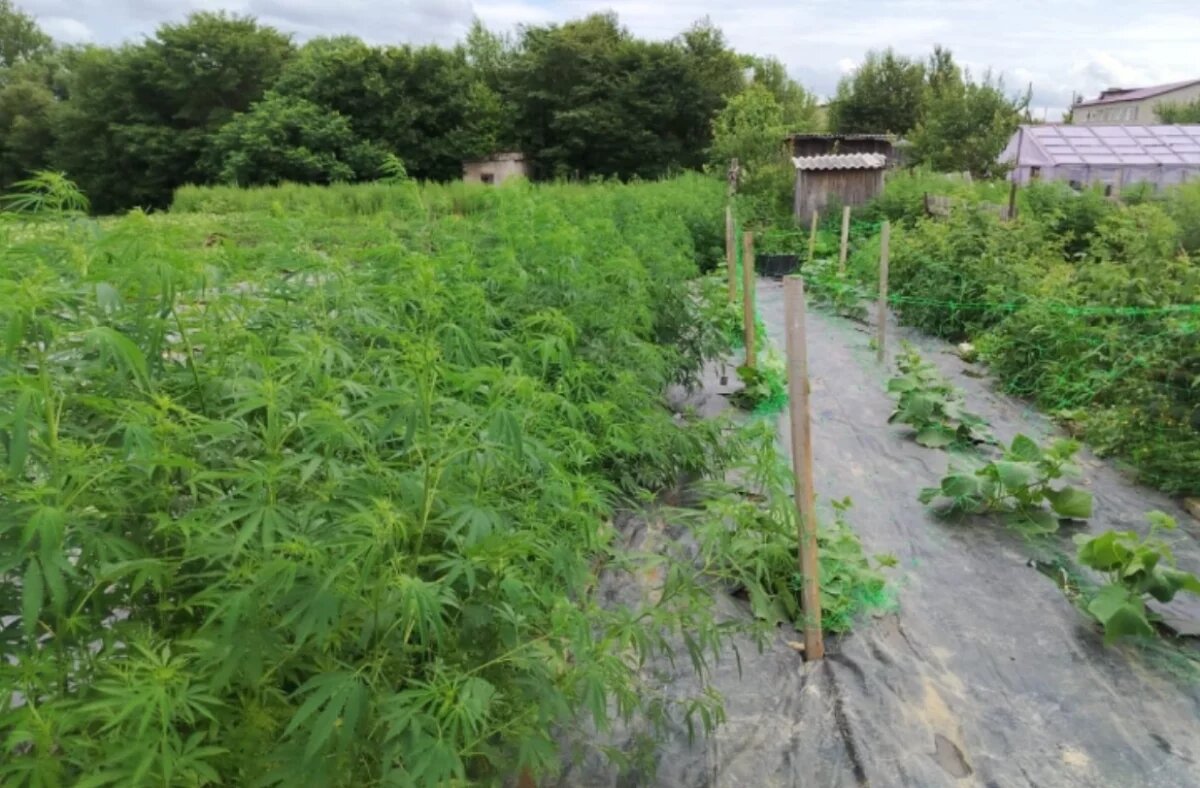    Тысячи кустов конопли и мака уничтожили полицейские в Хабаровском крае