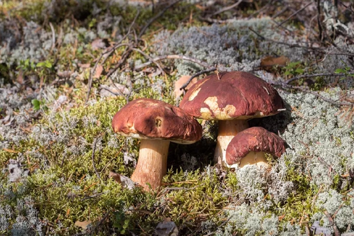    Фото: Илья Тимин, источник: РИА Новости