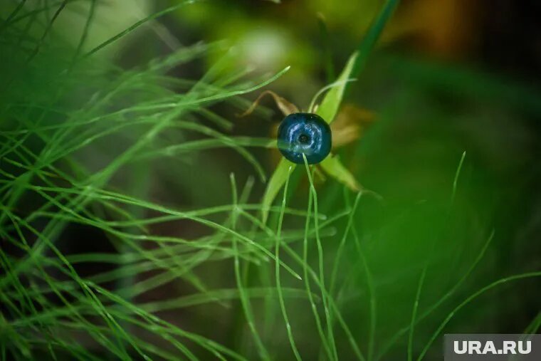 Некоторые дикие ягоды, например, вороний глаз могут привести к смертельному отравлению. Фото: Илья Московец © URA.RU