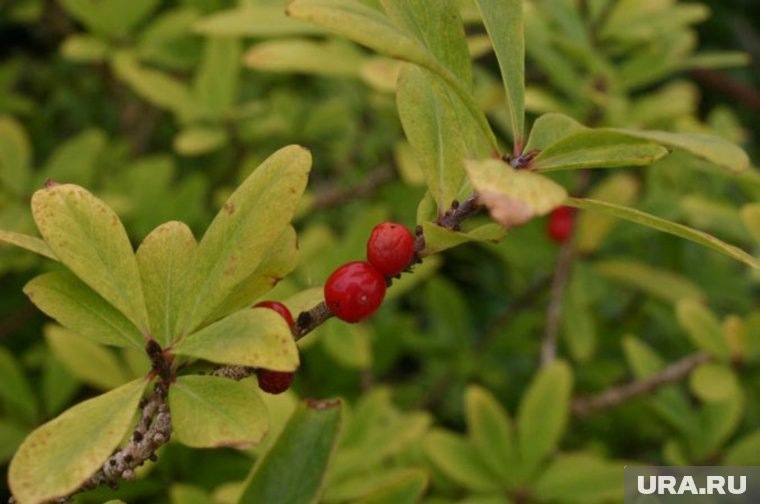 Волчеягодник имеет ярко-красные круглые ягоды. Фото: Sten / wikipedia.org / CC BY-SA 3.0