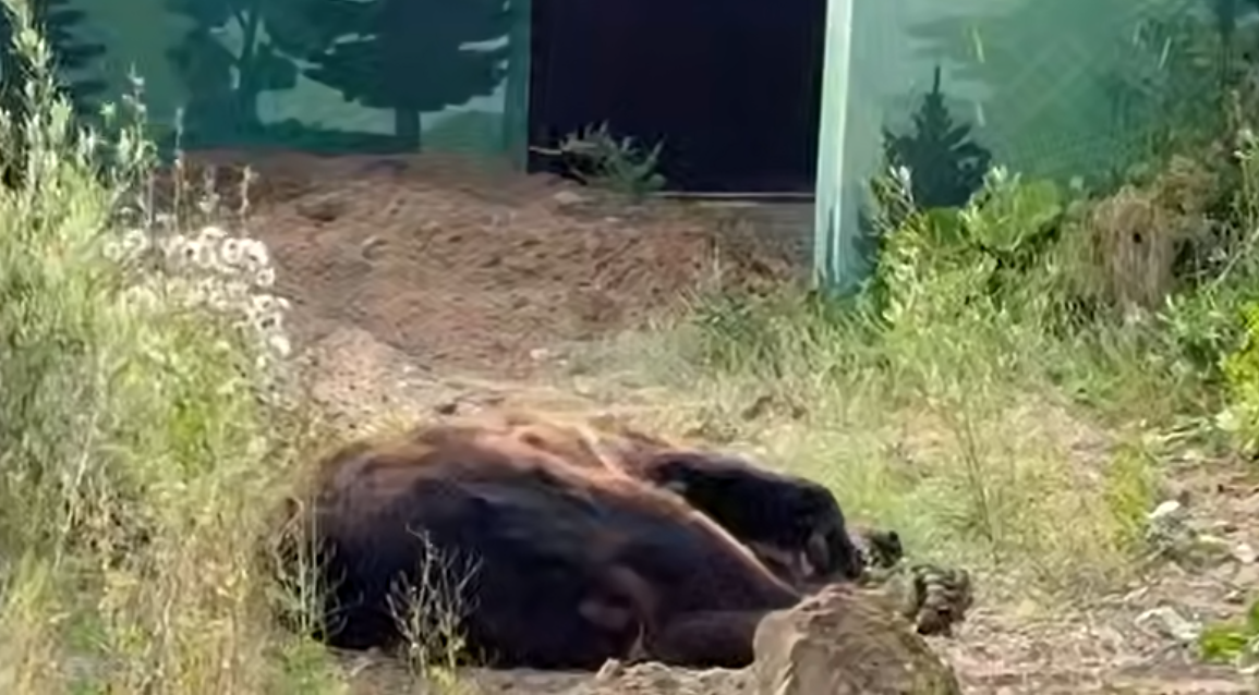    скриншот видео из тг-канала Екатерины Мизулиной