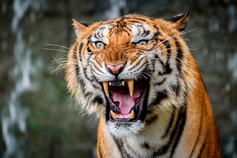    Shutterstock/FOTODOM