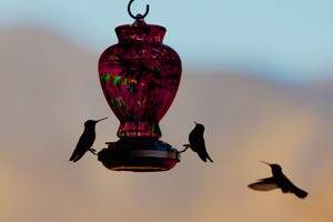    Хотите увеличить посещаемость вашей кормушки для птиц? Попробуйте эти советы от экспертов