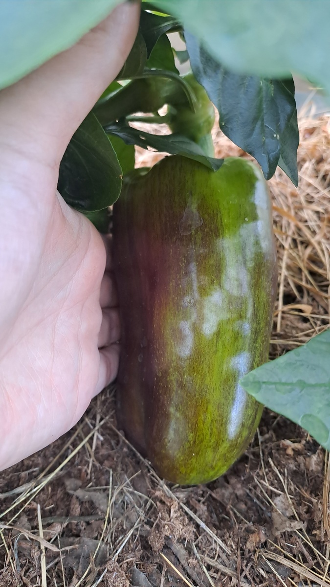 Один из перцев. Растит 1 штуку на кустике😆 решила оставить и посмотреть,  какого размера он его будет наращивать 