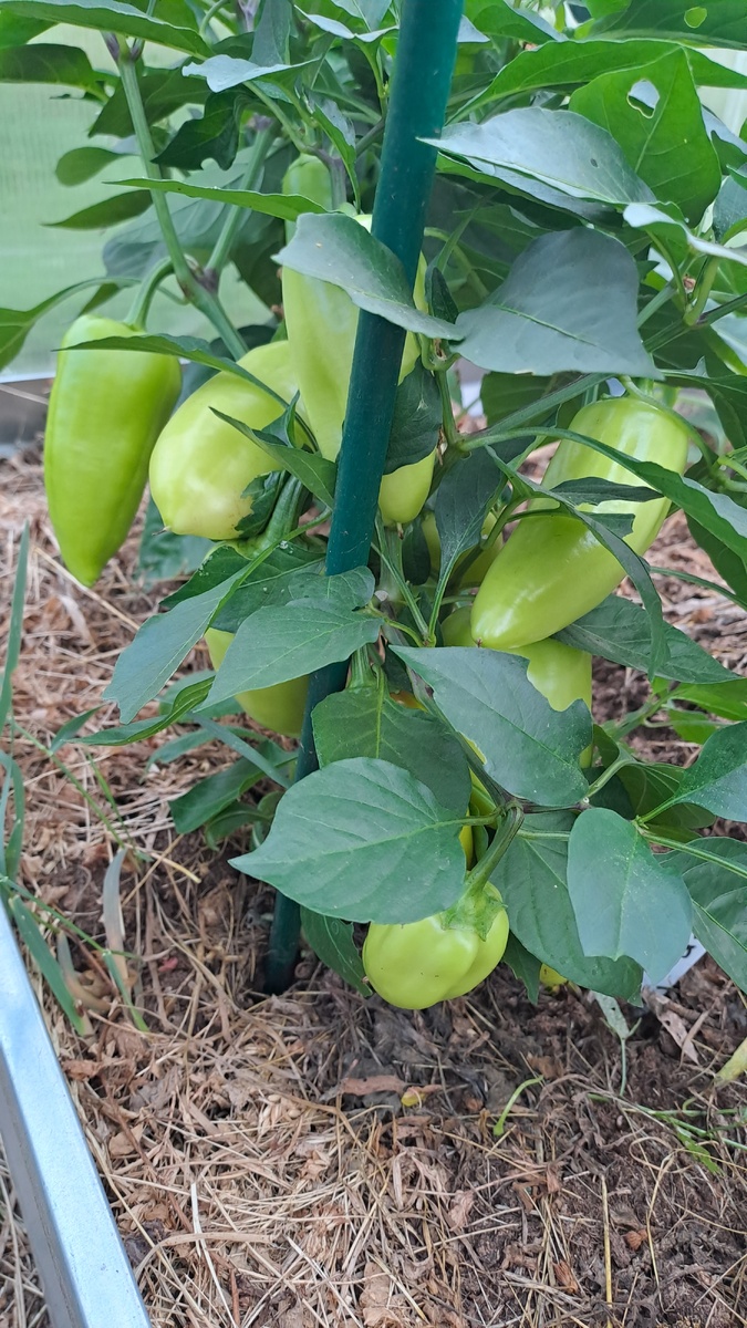 Этот стандартный,  усыпанный весь. Такие мне нравятся больше. Надеюсь,  успеет их ещё дозреть (фото автора)