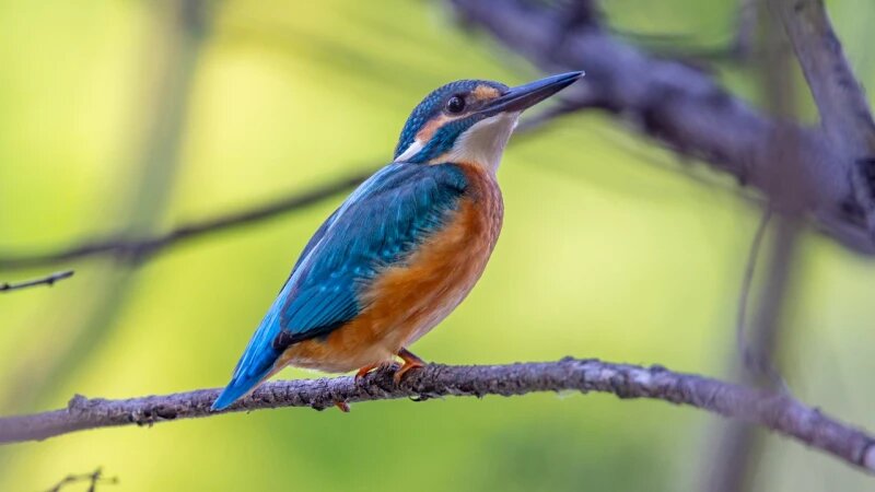     Зимородок. Алексей Поляков, VK