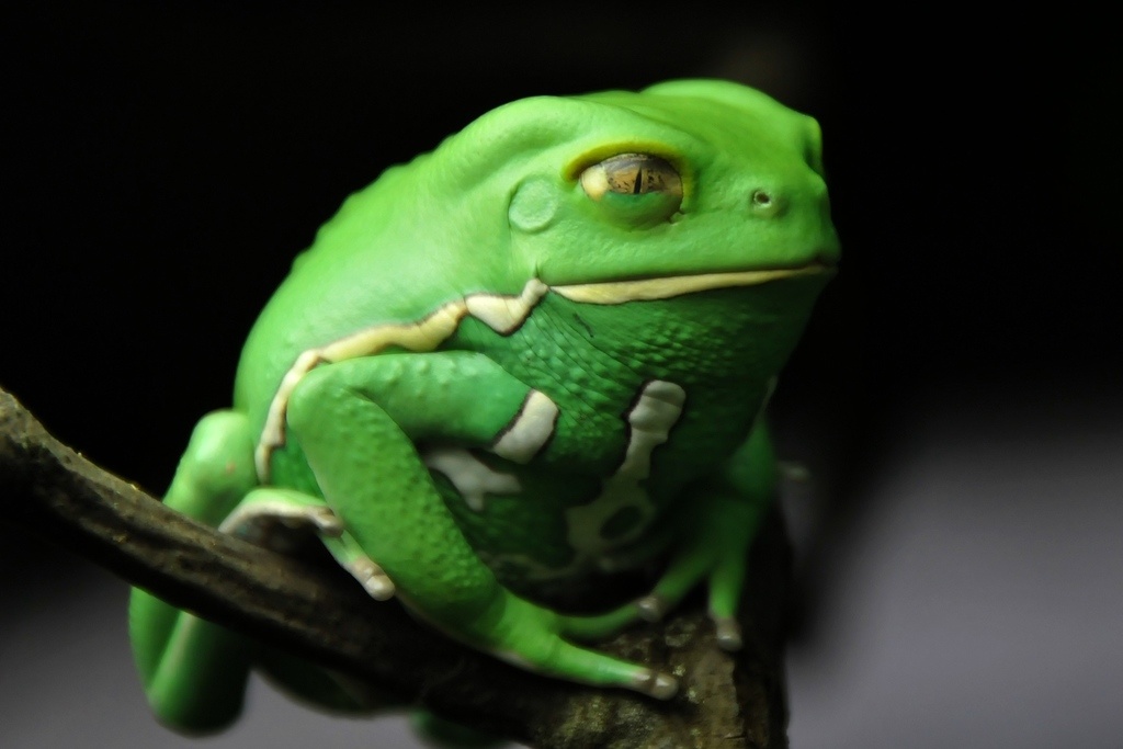 Представитель мира амфибий с поистине инопланетной внешностью — чакская филломедуза