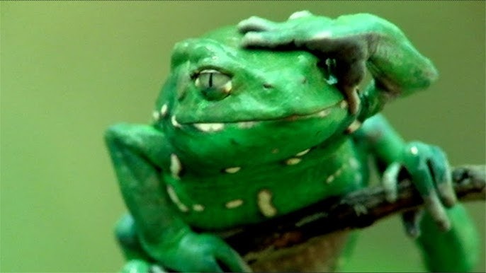 Тот самый спа-ритуал, который делает филломедузу уникальной.