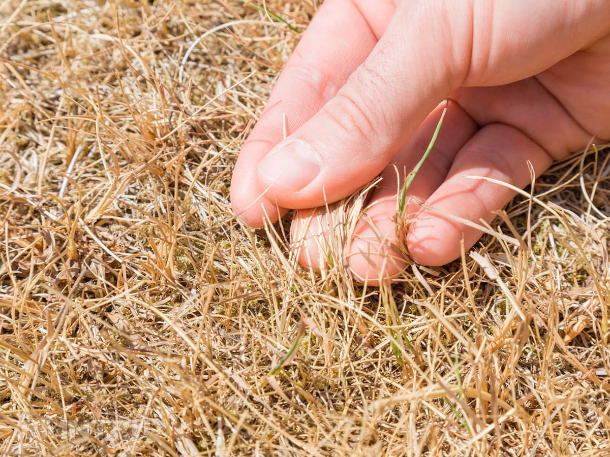 Фото plantura.garden/u