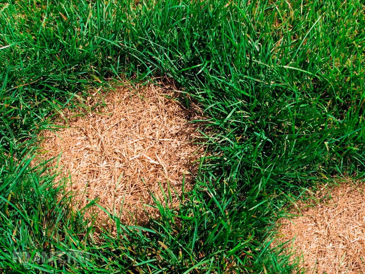 Фото thespruce.com