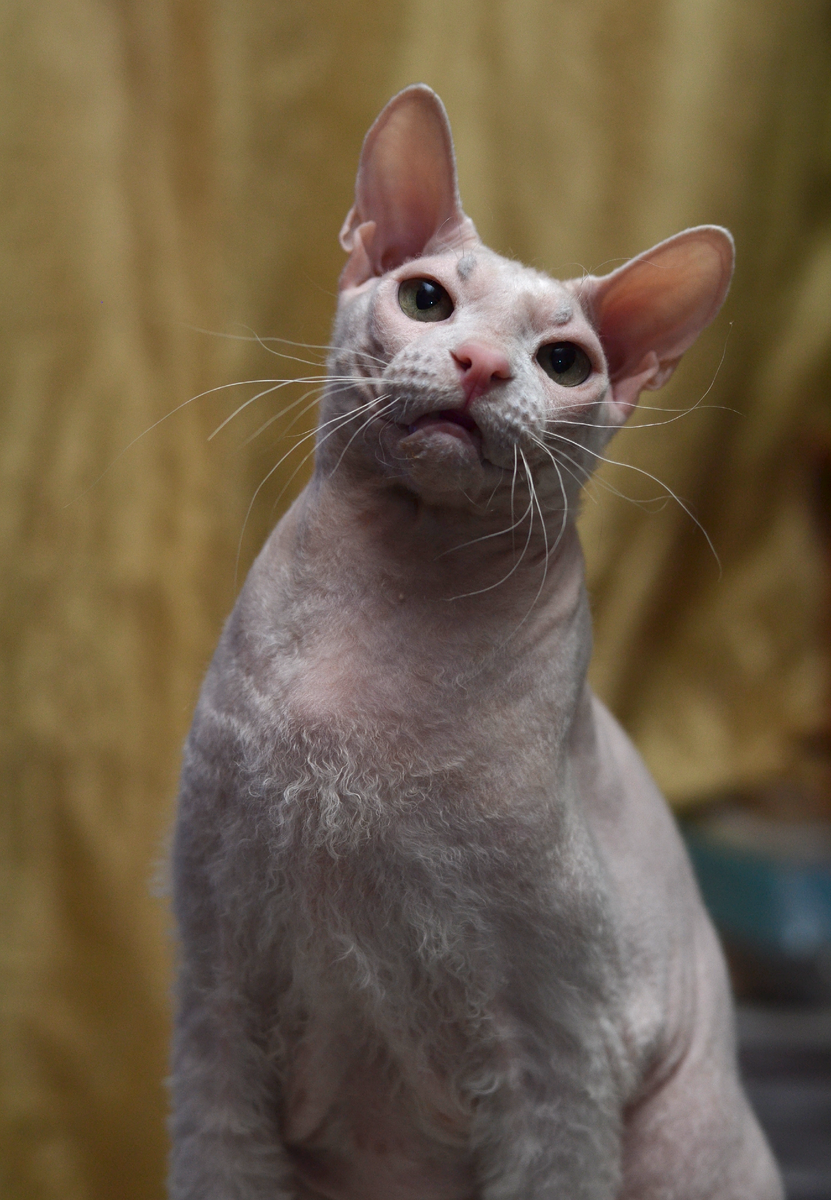 А это мой деловой кот