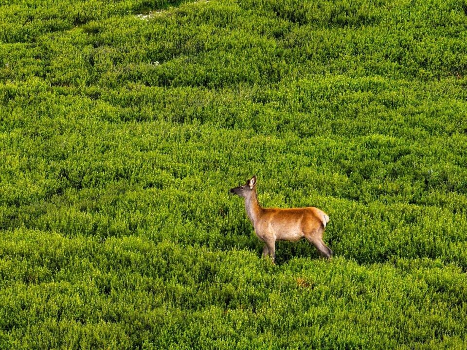    Маралы в Алтайском заповеднике. Источник: Роман и Татьяна Воробьевы