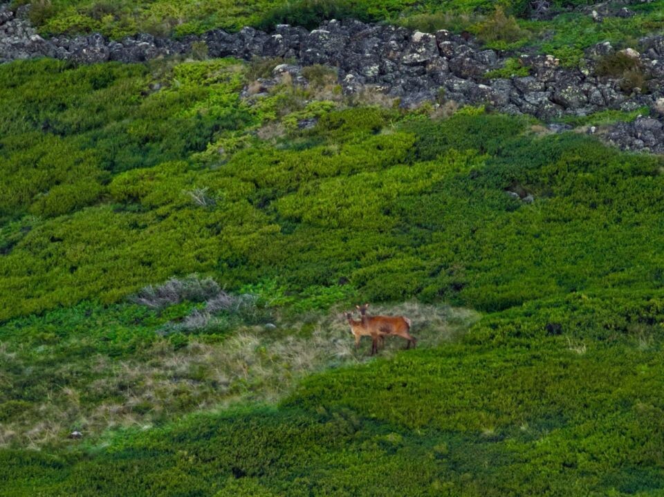   Маралы в Алтайском заповеднике. Источник: Роман и Татьяна Воробьевы