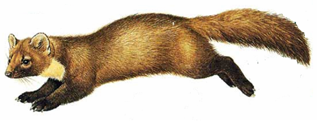 Куница – дала название целой системе денежных единиц