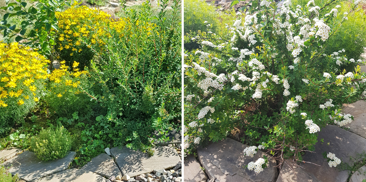 Безуходная клумба, ну, почти безуходная №2 у меня складывается.