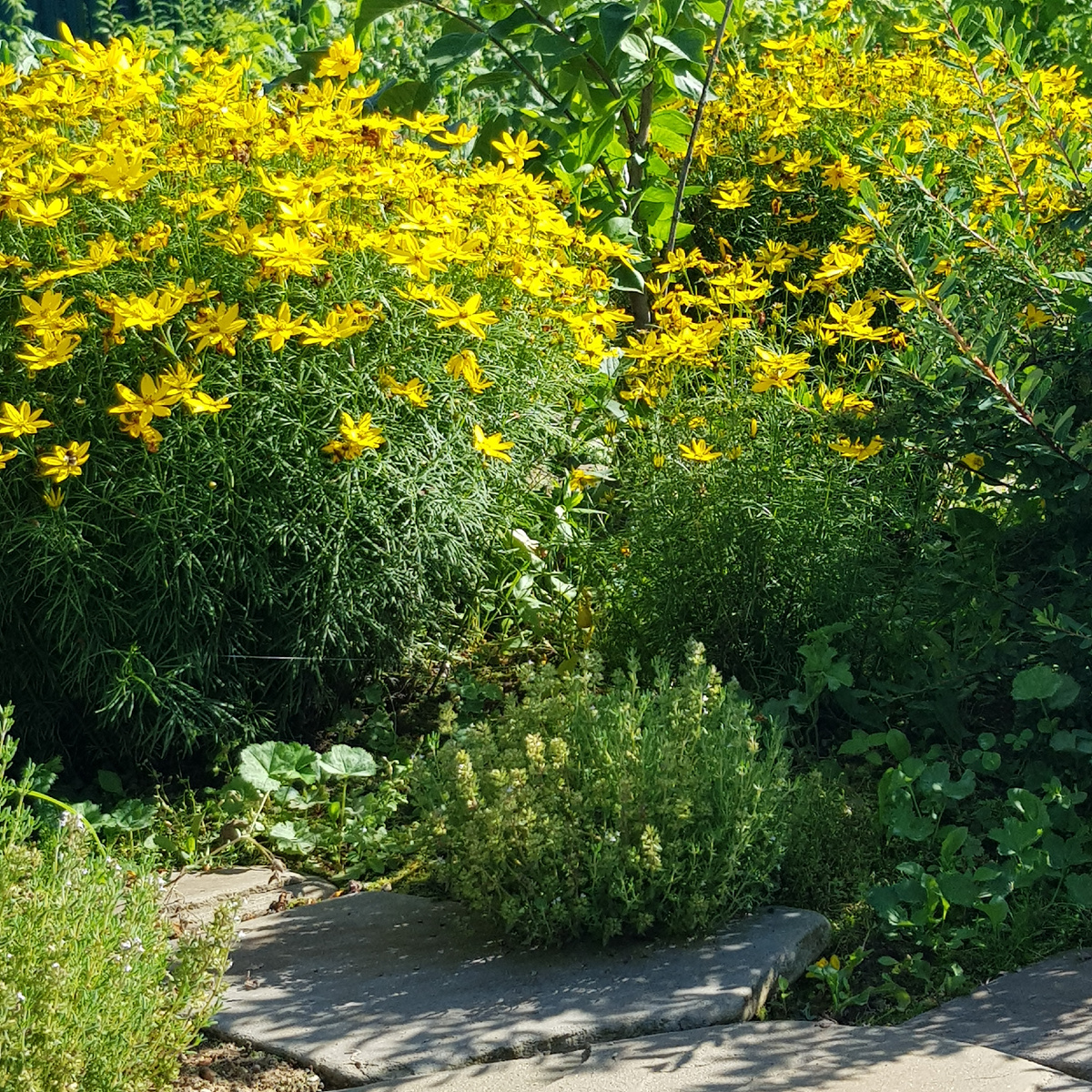 Кореопсис ещё не совсем по всей клумбе разросся, но сорнякам шансов всё меньше и меньше предоставляет.