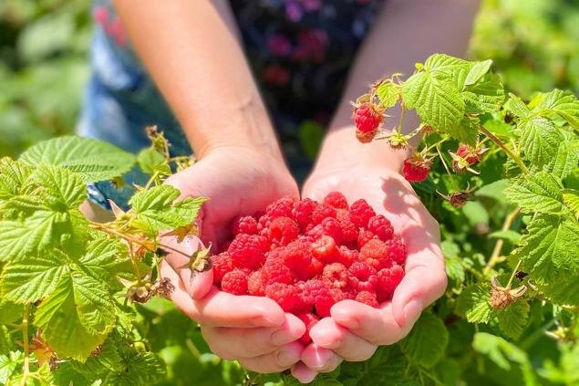 Фото из интернета. Малина.