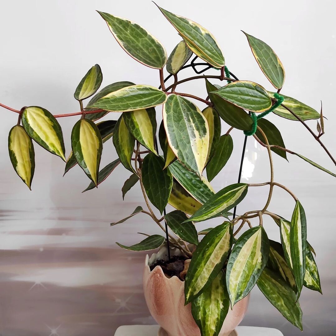 Хойя макрофилла Пот оф Голд