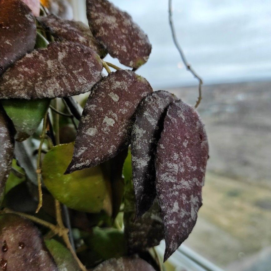 Каудаты умеют загорать. Вопрос лишь в том - нравится им это или нет?