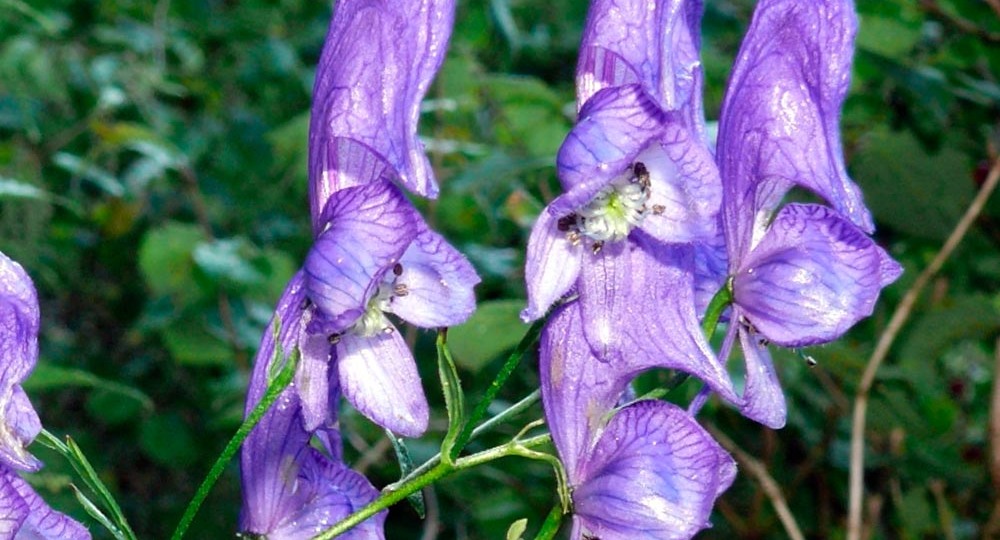 Опасные растения средней полосы России