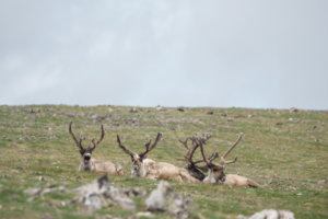    Фото: Фонд «Озеро Байкал»