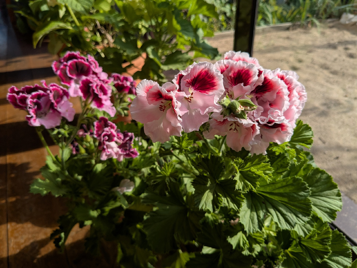 Пеларгония королевская Elegance Tony и Elegance Jeanette