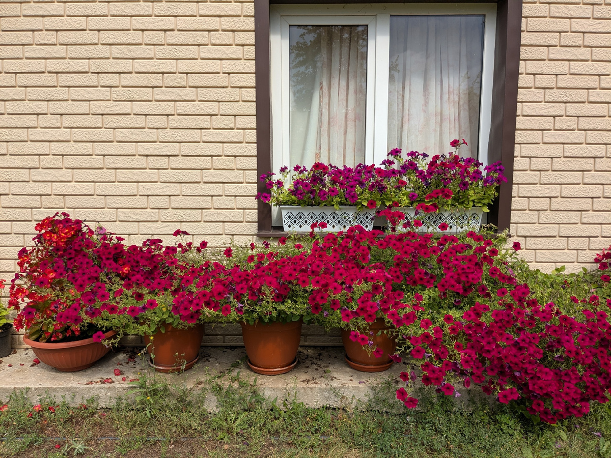 Петуния Tidal Wave Red Velour