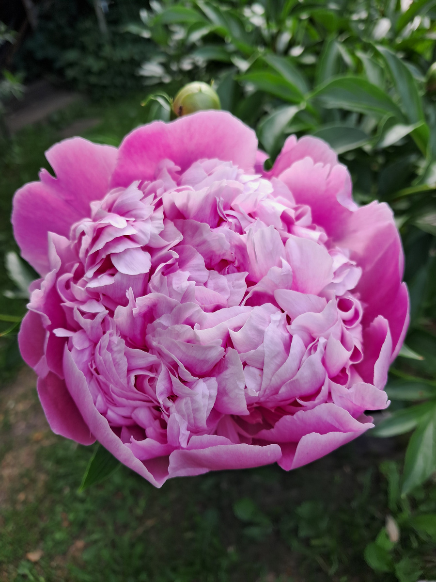 Жаль, что не цветут всё лето