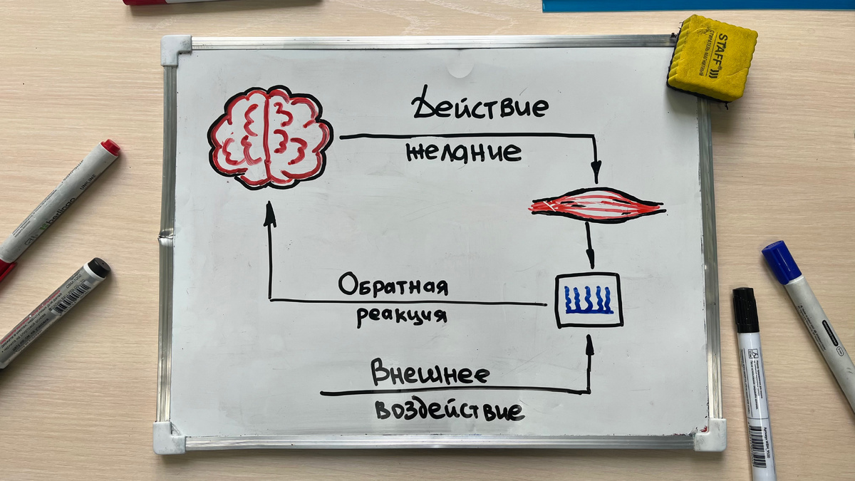 Действие/желание/импульс, движется к мышцам, они сокращаются, рецепторы фиксируют состояние/реакцию и отправляют обратно в мозг. Внешнее воздействие на рецептор-падение, температура, деформация, вибрация, трение, давление. 