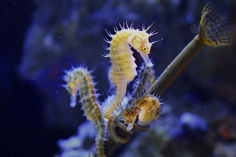 Словно сошедший со страниц сказки. Но за этой красотой скрывается огромный труд.