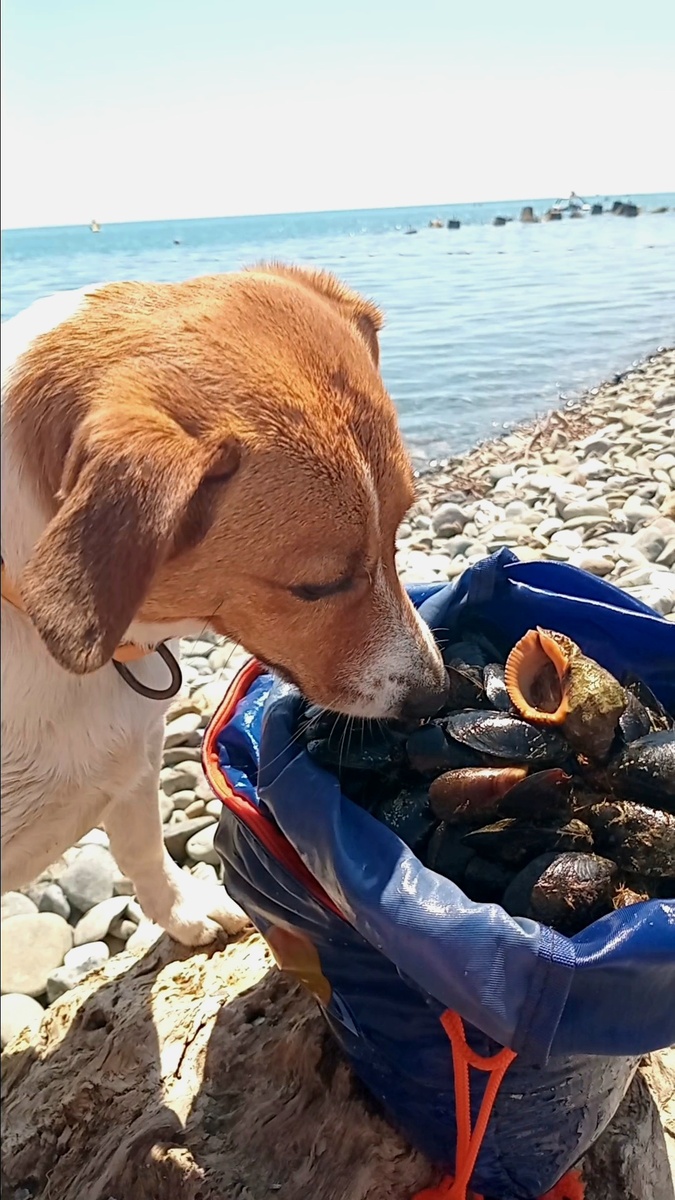 Джек-рассел Жасмин 🐕,  Мидии, Рапаны, Устрицы и Крабы 🦀 🦀 🦀 
